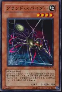 Ground Spider