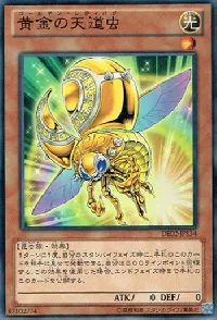 Golden Ladybug