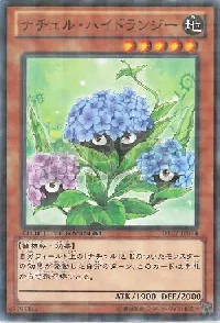 Naturia Hydrangea