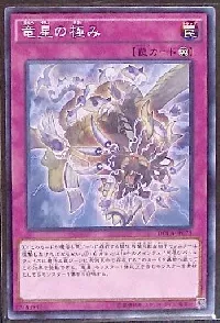 Yang Zing Unleashed