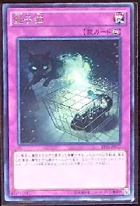 Quantum Cat