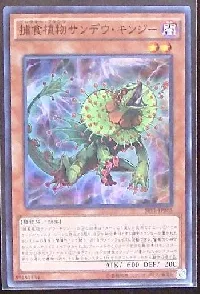Predaplant Chlamydosundew