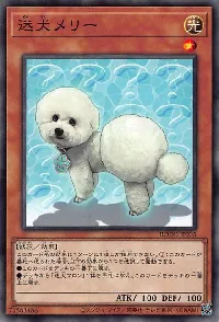 Outstanding Dog Mary